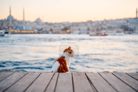 Téléchargez les photos : Voyage en Turquie. Chat assis sur la promenade maritime et regardant Istanbul. - en image libre de droit
