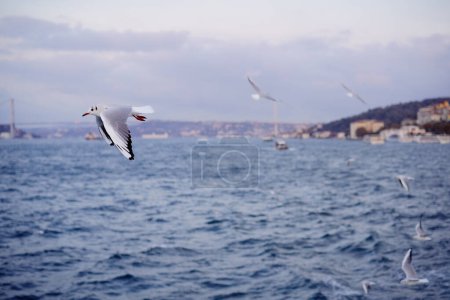 Téléchargez les photos : Mouette Istanbul, Bosphore, Turquie. Mouette survolant la mer sur fond de ville - en image libre de droit
