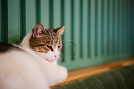 Foto de Retrato de taquigrafía gato blanco y gris en sofá verde. - Imagen libre de derechos