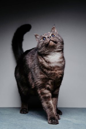 Photo for Adorable scottish black tabby cat on grey background. - Royalty Free Image