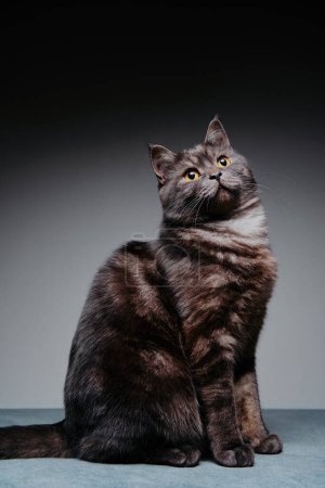 Photo for Adorable scottish black tabby cat on grey background. - Royalty Free Image