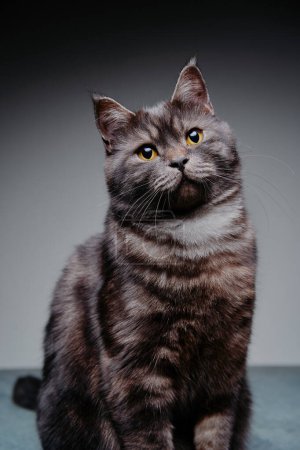 Entzückende schottisch schwarz gestromte Katze auf grauem Hintergrund.