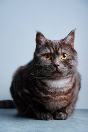 Foto de Adorable gato tabby negro escocés sobre fondo gris. - Imagen libre de derechos