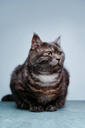 Adorable gato tabby negro escocés sobre fondo gris.