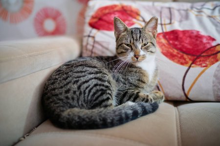 Foto de Adorable gato a rayas sentado en el sofá. - Imagen libre de derechos