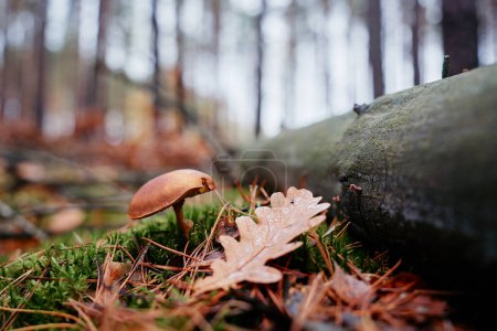Téléchargez les photos : Champignon forestier Bolete en automne. - en image libre de droit