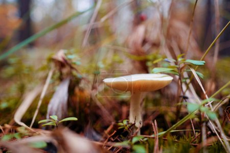 Photo for Agaric forest mushroom in fall season. - Royalty Free Image