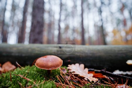 Bolete hongo del bosque en temporada de otoño.