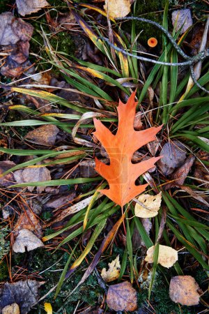 Fall season. Leaf on the forest ground.