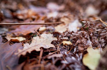 Photo for Fall season. Leaf on the forest ground. - Royalty Free Image