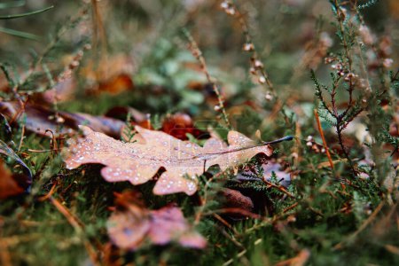 Herbstzeit. Blatt auf dem Waldboden.