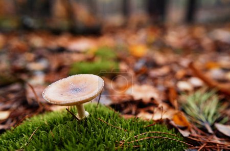 Photo for Agaric forest mushroom in fall season. - Royalty Free Image
