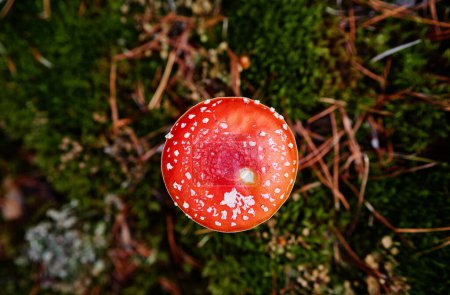 Téléchargez les photos : Mouche champignon de la forêt agarique en automne. - en image libre de droit