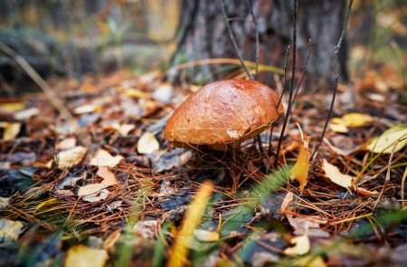 Bolete forest mushroom in fall season.