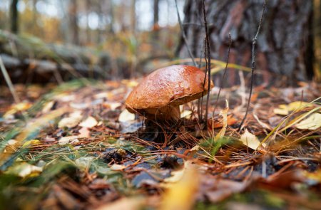 Foto de Bolete hongo del bosque en temporada de otoño. - Imagen libre de derechos