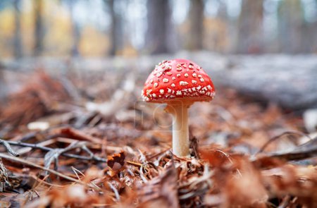 Téléchargez les photos : Mouche champignon de la forêt agarique en automne. - en image libre de droit