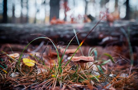 Téléchargez les photos : Champignon des forêts agariques en automne. - en image libre de droit
