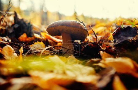 Foto de Bolete hongo del bosque en temporada de otoño. - Imagen libre de derechos