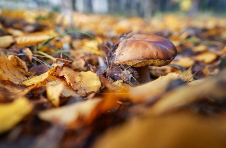 Photo for Bolete forest mushroom in fall season. - Royalty Free Image