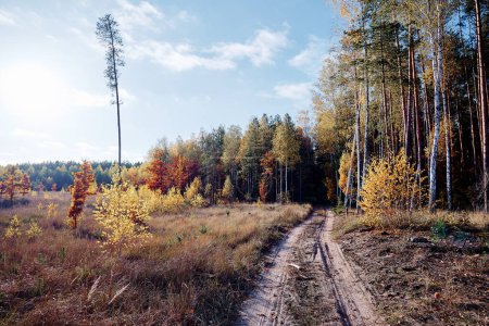 Téléchargez les photos : Saison d'automne. Beau paysage avec route vide en forêt. - en image libre de droit