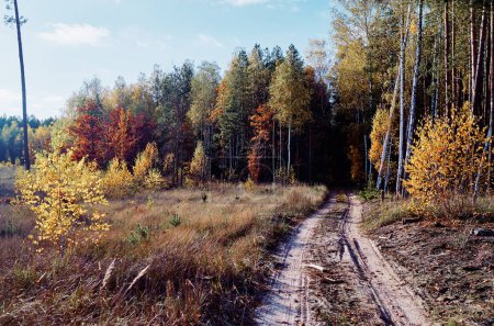 Foto de Temporada de otoño. Hermoso paisaje con camino vacío en el bosque. - Imagen libre de derechos