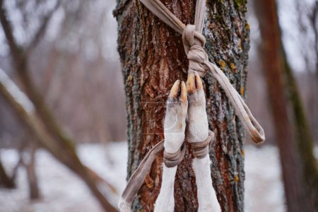 Téléchargez les photos : Viandes de carcasse d'agneau accrochées à un arbre. - en image libre de droit