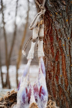 Foto de Carnes de cordero colgadas de un árbol. - Imagen libre de derechos