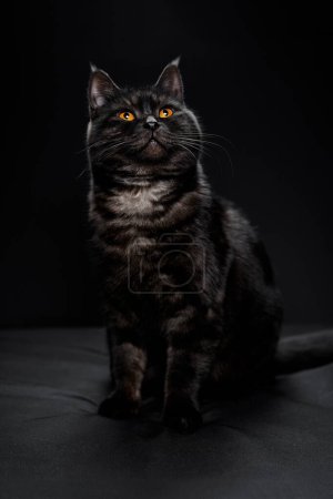 Entzückende schottische schwarze gestromte Katze auf schwarzem Hintergrund.