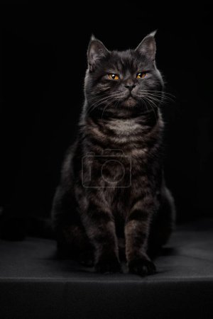 Photo for Adorable scottish black tabby cat on black background. - Royalty Free Image