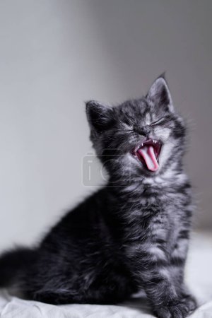 Téléchargez les photos : Adorable petit chaton écossais noir tabby. - en image libre de droit