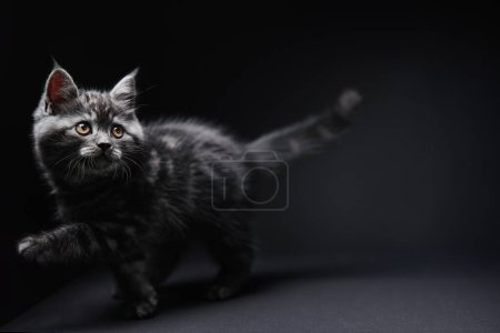 Téléchargez les photos : Studio shot de chaton tabby noir écossais adorable sur fond sombre. - en image libre de droit