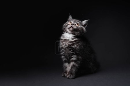 Photo for Studio shot of adorable scottish black tabby kitten on dark background. - Royalty Free Image