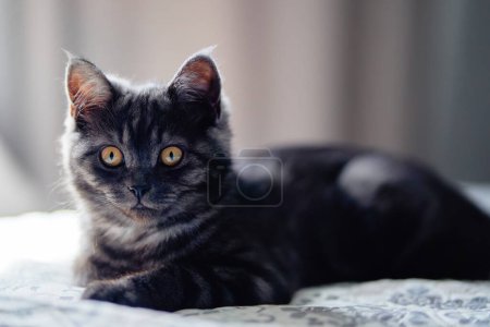 Foto de Adorable poco escocés negro tabby gato. - Imagen libre de derechos