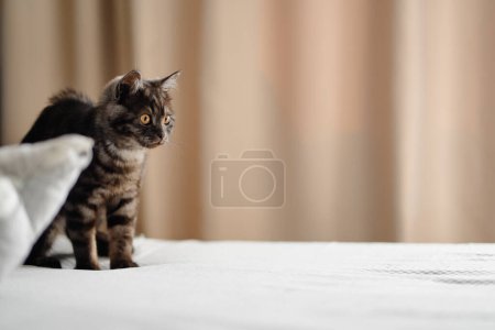 Photo for Adorable little scottish black tabby cat. - Royalty Free Image