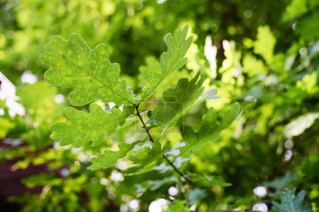 Photo for Close up of green oak branch. - Royalty Free Image