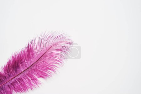 Photo for Purple feather on white background. - Royalty Free Image