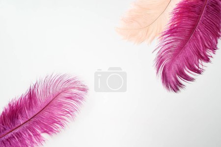 Photo for Purple and yellow feathers on white background. - Royalty Free Image