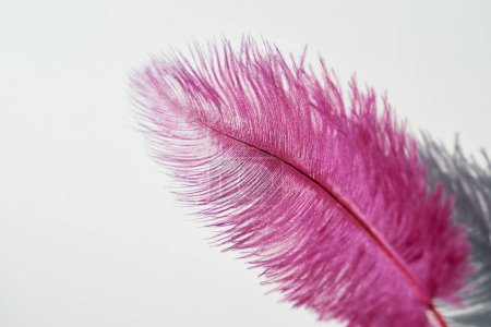 Téléchargez les photos : Plume violette sur fond blanc
. - en image libre de droit
