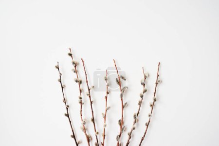 Foto de Branches of pussy willows on white background. Flat lay, top view. - Imagen libre de derechos