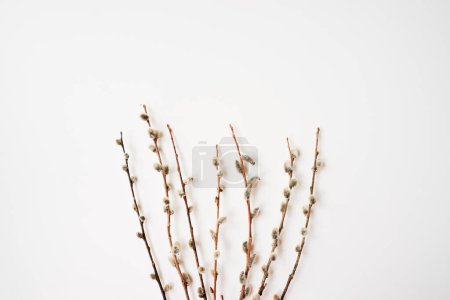 Foto de Branches of pussy willows on white background. Flat lay, top view. - Imagen libre de derechos