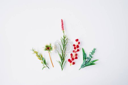 Téléchargez les photos : Pose florale plate. Fleur, herbe et feuilles sur fond blanc. - en image libre de droit