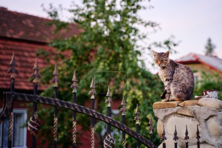 Photo for Cute cat sitting on the fence near the house. - Royalty Free Image