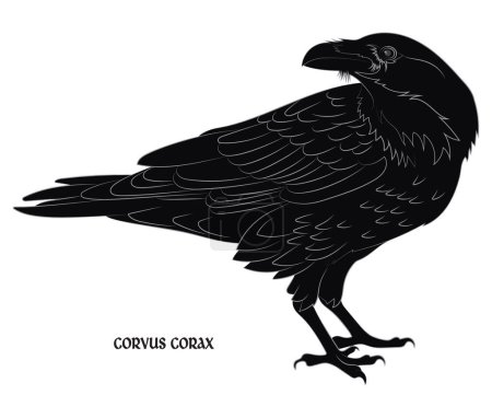 Téléchargez les illustrations : Corbeau noir. Corvus corax, isolé sur blanc, illustration vectorielle - en licence libre de droit