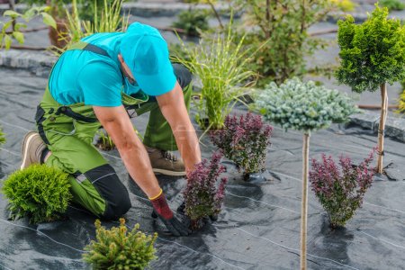 Caucasian Landscaper Planting Flowering Bush in the Ground Covered with Weed Control Agrotextile Fabric. Landscaped Garden Development Process.