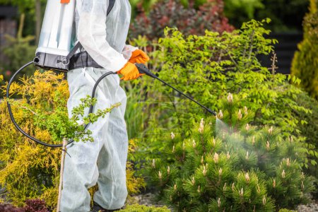 Photo for Professional Gardener in Safety Uniform Spraying Pesticides on Plants Using Pump Sprayer. Gardening Theme. - Royalty Free Image