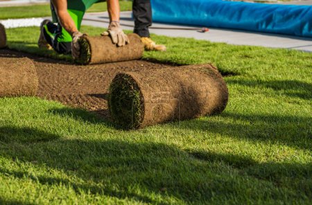 Téléchargez les photos : Natural Grass Turfs Rolling Over Inside Residential Backyard. Landscaping Industry Job. - en image libre de droit