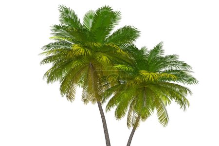 Palm Trees 3D Illustration. Tropical Island Palms Transparent Background Graphic