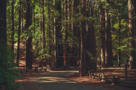 Foto de Northern California Redwood Forest Road. Scenic Woodland Nature Theme. - Imagen libre de derechos