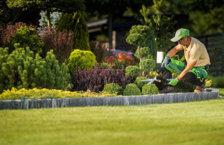 Téléchargez les photos : Professional Landscape Gardener Cutting and Trimming Decorative Shrubs and Bushes with Garden Scissors Tool. - en image libre de droit