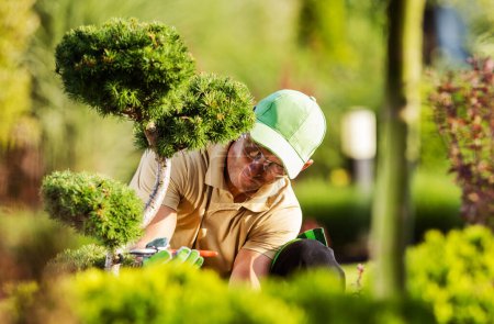 Foto de Closeup of Professional Caucasian Gardener Focused on Trimming the Decorative Garden Tree with Pruning Shears Tool. - Imagen libre de derechos